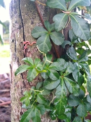 Cissus striata