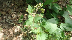 Scrophularia auriculata