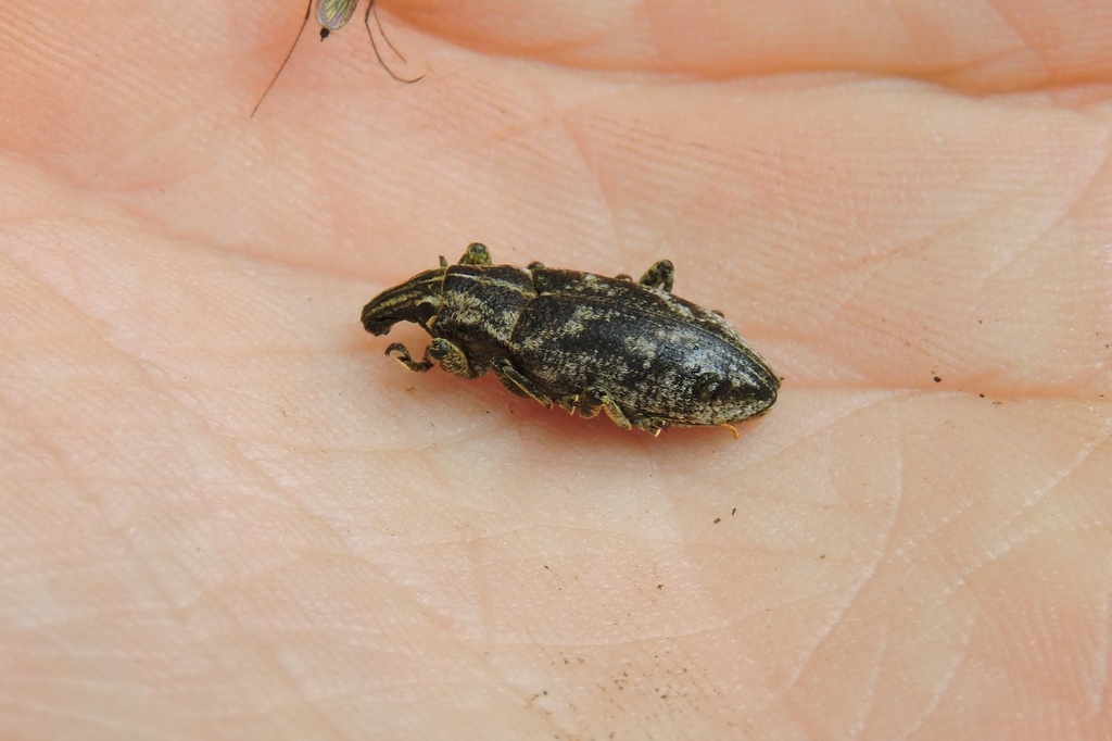 Large Thistle Weevil from Романівський район, Житомирська область ...