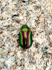 Chrysolinina