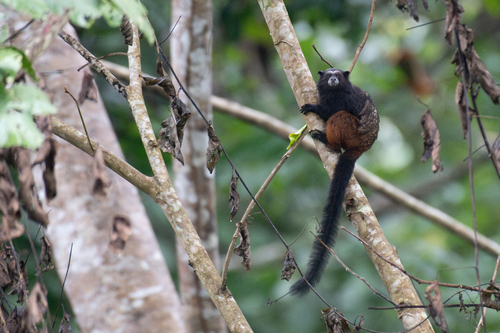 Weddell's Saddle-back Tamarin