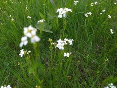 Arabidopsis halleri