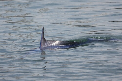 Marlin balığı
