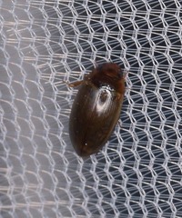 Copelatus chevrolati