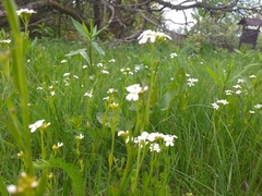 Arabidopsis halleri