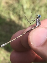 Lestes australis