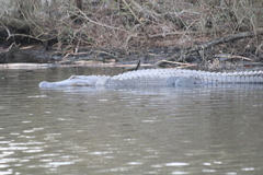 Alligator mississippiensis