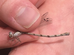 Lestes australis