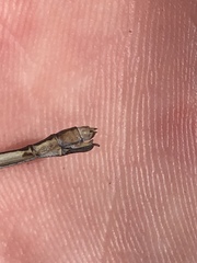 Lestes australis