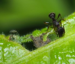 Myrmica punctiventris