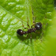 Myrmica punctiventris