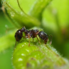 Myrmica punctiventris