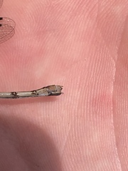 Lestes australis