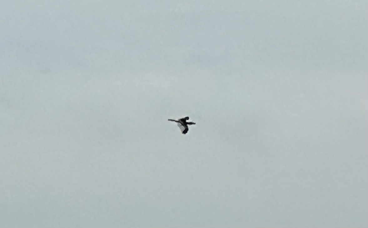 Piping Hornbill (Bycanistes fistulator), photo 9