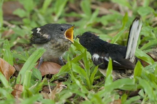 Oriental Magpie-Robin, Salaya, Phutthamonthon District, Nakhon Pathom, Thailand, photo 7 of 10
