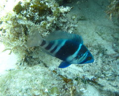 Hypoplectrus indigo