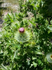 Cirsium brevistylum