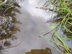 Pleurodelinae