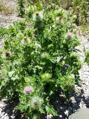 Cirsium brevistylum