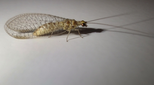 Pseudomallada venosus