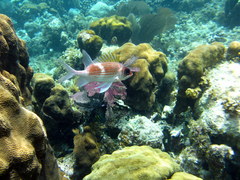 Holocentrus adscensionis