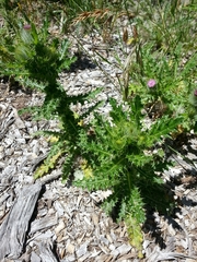 Cirsium brevistylum