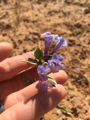 Penstemon angustifolius