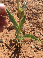 Penstemon angustifolius