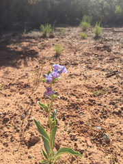 Penstemon angustifolius
