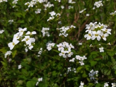Arabidopsis halleri