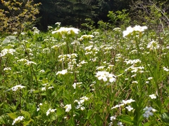 Arabidopsis halleri