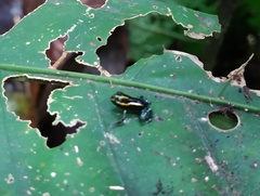 Ranitomeya variabilis