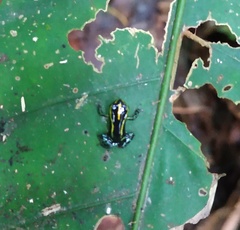 Ranitomeya variabilis