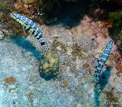 Serranus tigrinus