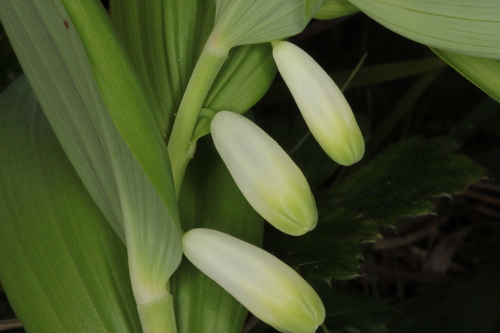 Scented Solomon's-seal