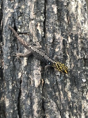 Gonatodes caudiscutatus