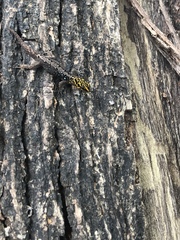 Gonatodes caudiscutatus