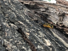 Gonatodes caudiscutatus