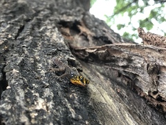 Gonatodes caudiscutatus