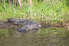 Alligator mississippiensis