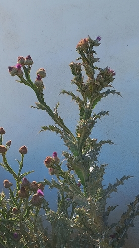 Image of Onopordum nervosum by (c) frangp, some rights reserved (CC BY)