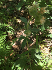Phacelia magellanica