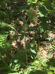 Phacelia magellanica