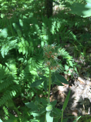 Phacelia magellanica