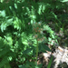 Phacelia magellanica - Photo (c) Jenny Smith, algunos derechos reservados (CC BY-NC), subido por Jenny Smith