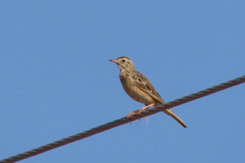 Bisbita estepario (Anthus godlewskii)