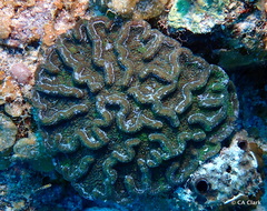 Mycetophyllia