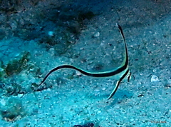Eques lanceolatus