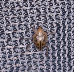 Peltodytes litoralis