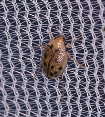 Peltodytes litoralis
